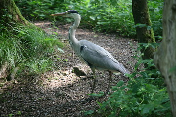 Graureiher auf Wanderweg im Wald