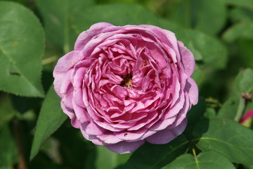 wunderschöne rosa Rose