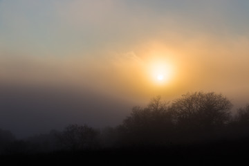 Low sun filtering through fog and mist, with some trees and plants silhouettes