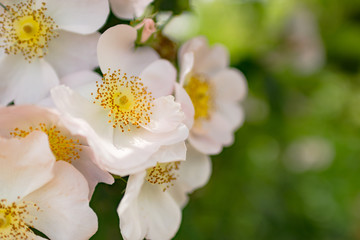 薔薇(ロサムクランサ)