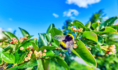 Carton - like styled view of a large fluffy bumble bee on green leaves and pink flowers in sunny...