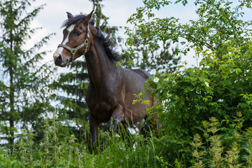beautiful brown horse in high green grass