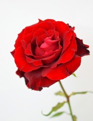 Beautiful red rose,close up.