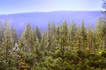 Coniferous forest in the mountains at dawn. Mountain landscape at sunset with coniferous forest.