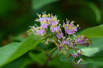 Flowers of Japanese beautyberry