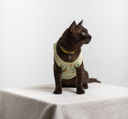 cat wear clothes tshirt sitting