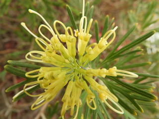 Grevillea flowers closeup