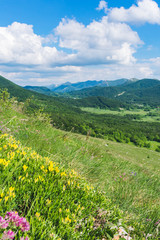 Fototapeta na wymiar Beautiful landscape view over a meadow full with flowers on green forested hills and peaks of Velebit mountain range on a beautiful sunny day with white clouds. Summer in Croatia or travel concept