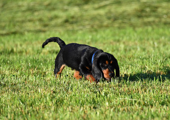 Alpenländische Dachsbracke Welpe © MEISTERFOTO