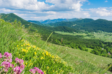 Beautiful landscape view over a meadow full with flowers on green forested hills and peaks of...