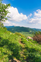 Fototapeta na wymiar A mountain or hiking trail through flowery mountain meadows with a view of green forested peaks of the Velebit mountain range on a sunny day with white clouds in Croatia. Summer or outdoor in Croatia 