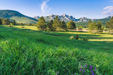 Beautiful landscape view of stony peaks of the Velebit mountain range in Croatia over a flowery meadow and a grove. Summer in Croatia or Croatian outdoors concept