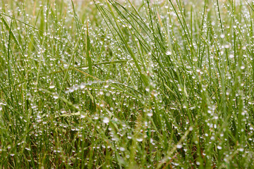Fresh morning dew on summer grass, natural background