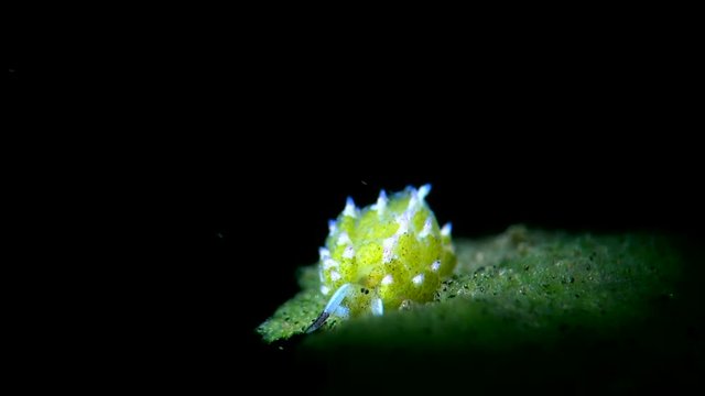 sea slug