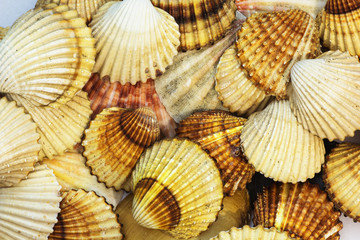 Sea shells collection