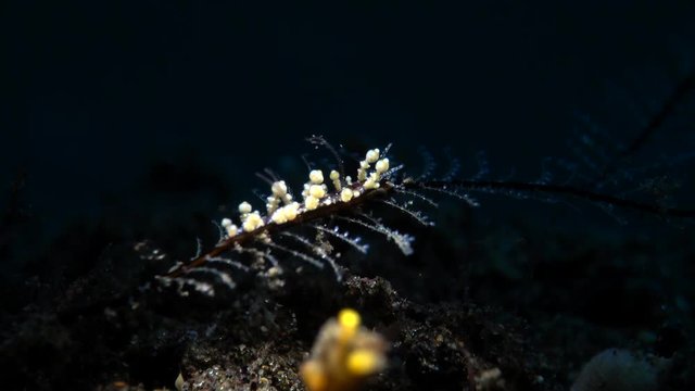 sea slug