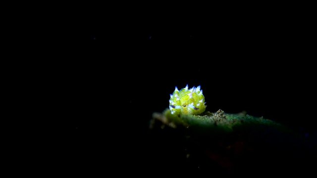 sea slug