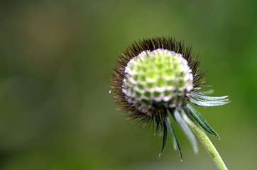 Knospe einer Tauben-Skabiose