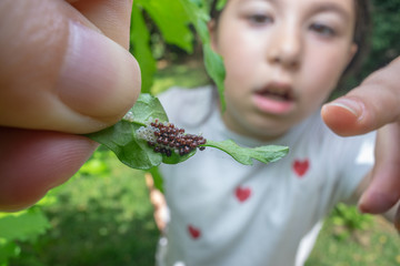 Girl, observing insect eggs hatching. Nature and education concept.