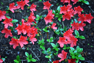 Coral-red rhododendron flowers on bush, soft dark green blurry leaves and ground background