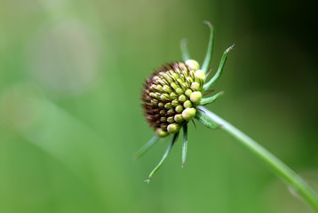 Knospe einer Tauben-Skabiose