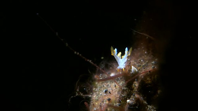sea slug