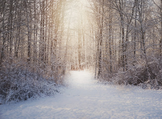 Sunshine in the snowy woods