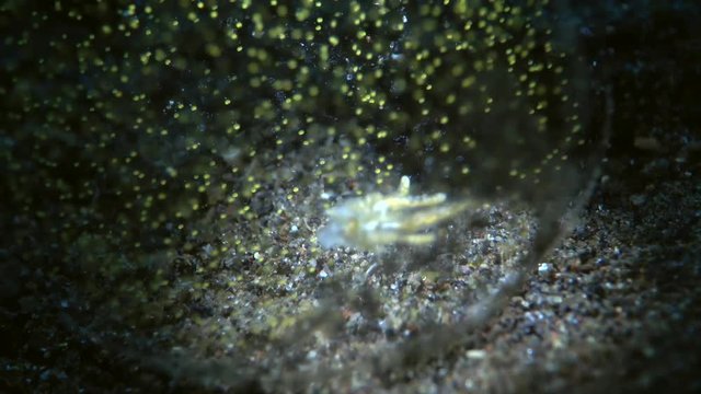 sea slug