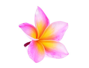 Fototapeta na wymiar single pink frangipani flower isolated white background