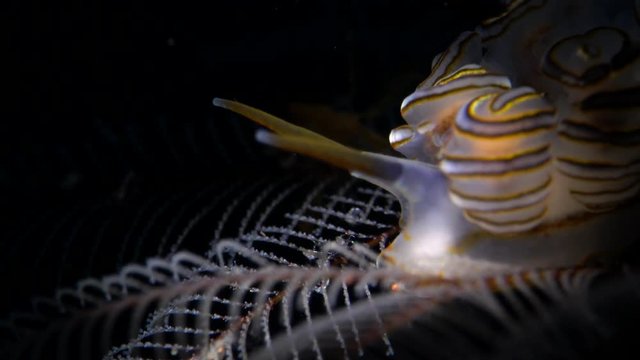 sea slug
