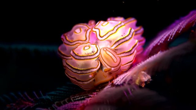 sea slug