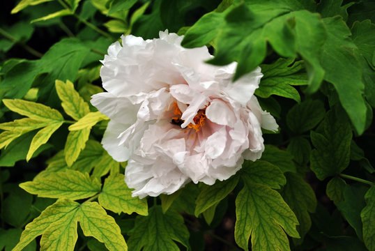 White peony  flower with bee on yellow pistil and stamen close up detail, soft green blurry leaves background