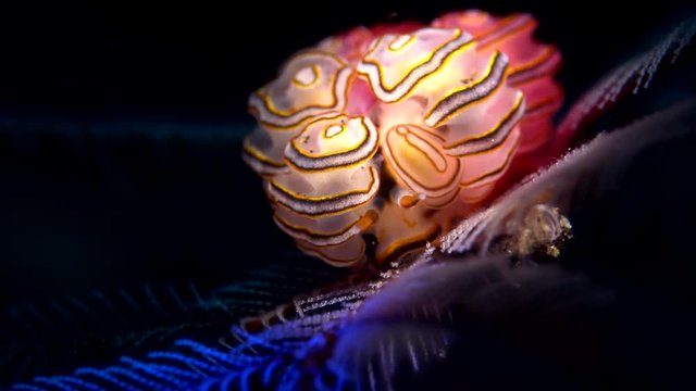 sea slug