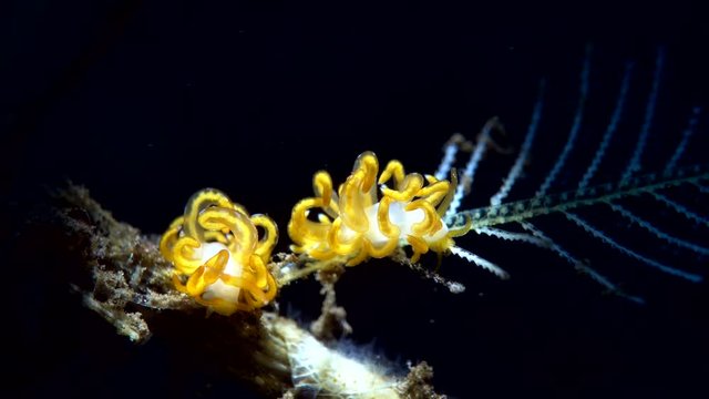 sea slug