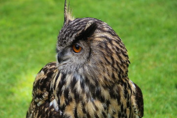 Uhu- Porträt