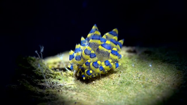 sea slug
