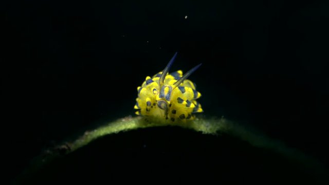 sea slug