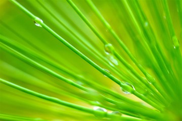 Drop of water from leaf,after rain,Thailand