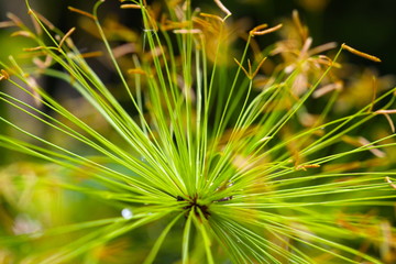 Macro photography for nature 