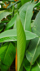 Green leaf with water drop.