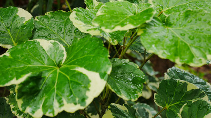 Green leaf with water drop.