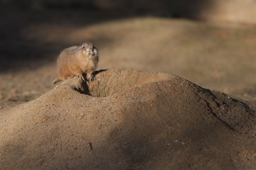 Waiting on the porch