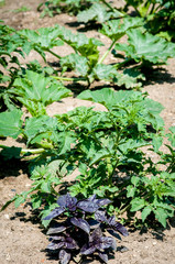 Gemüsebeet mit Tomatenstrauch und Zucchinistrauch 
