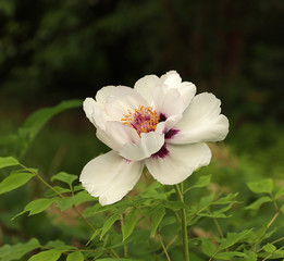 A white Paeonia peony paeony sharp close-up