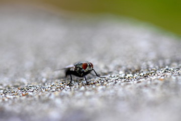 Housefly on the roadside macro insect close nature animal small 