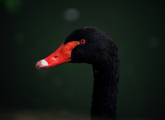 cigno nero