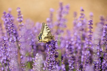 Butterfly flying over lavender flower, butterflies on lavender flower