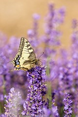 Butterfly flying over lavender flower, butterflies on lavender flower