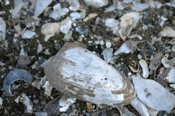 Closeup of white shells in an empty river basin