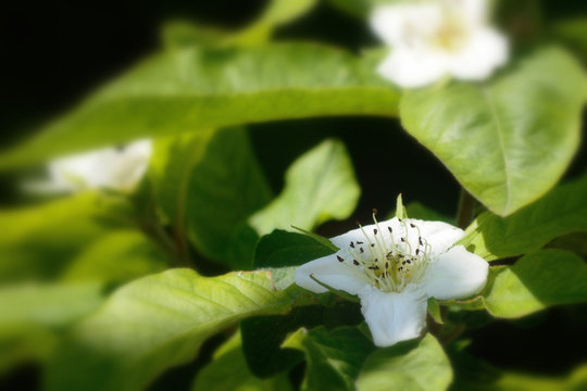 Mispelbl&uuml;te, q.